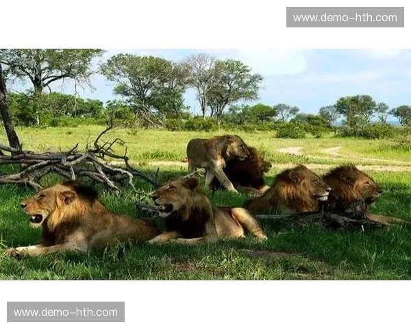 当非洲雄狮遇上潘帕斯雄鹰:一场足球史诗的对决 当非洲雄狮遇上潘帕斯雄鹰:一场足球史诗的对决